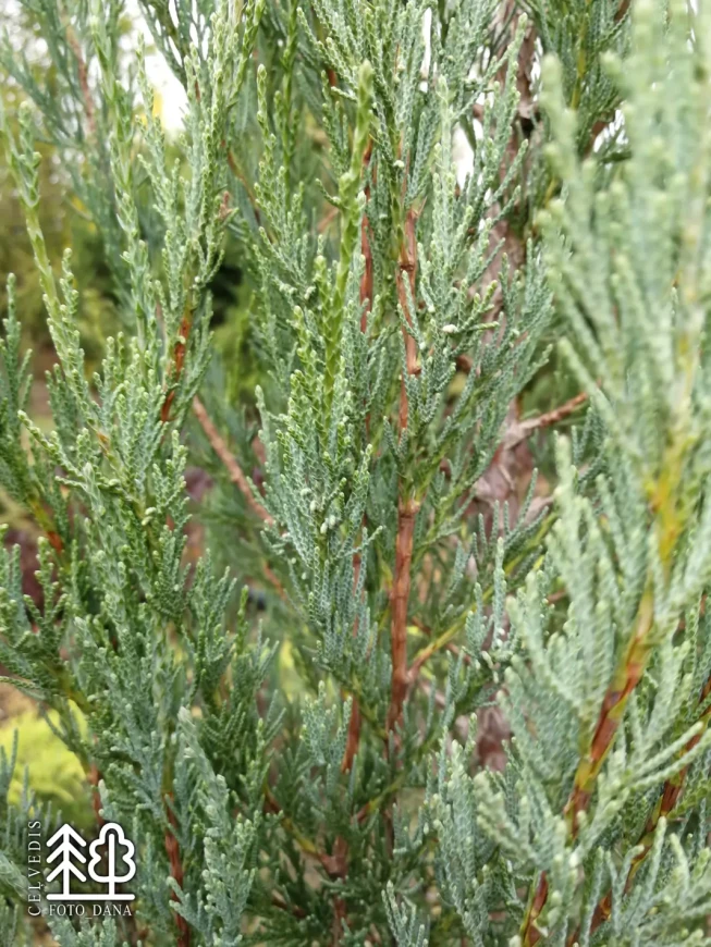Juniperus scopulorum   'Skyrocket'